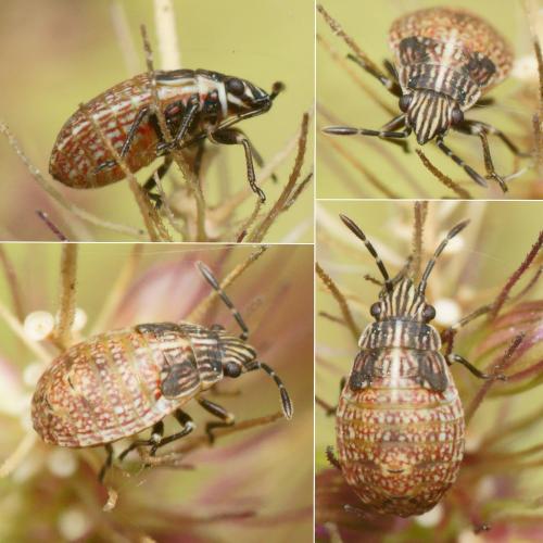 Nysius sp.